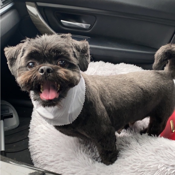 Meet your Posher, Mandee - Picture 2 of 3